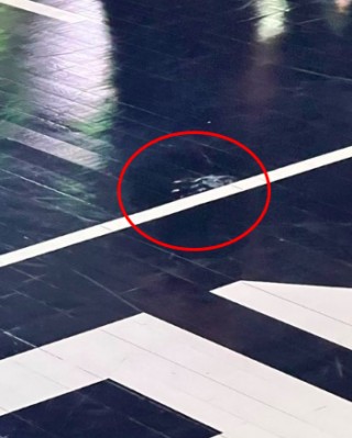 关于nba有人死在球场吗的信息