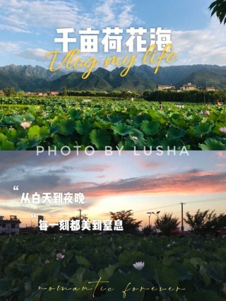 关于火热的周边游，喂饱了“本地生活”的信息