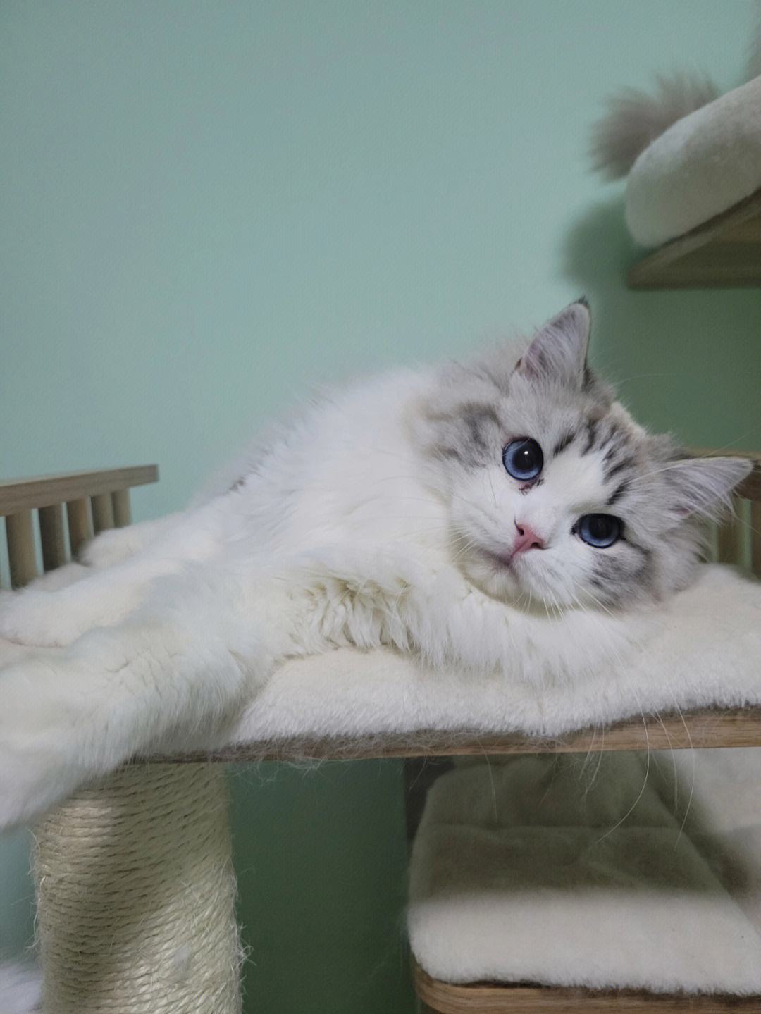 山猫直播在线观看(山猫直播在线观看视频)  第2张